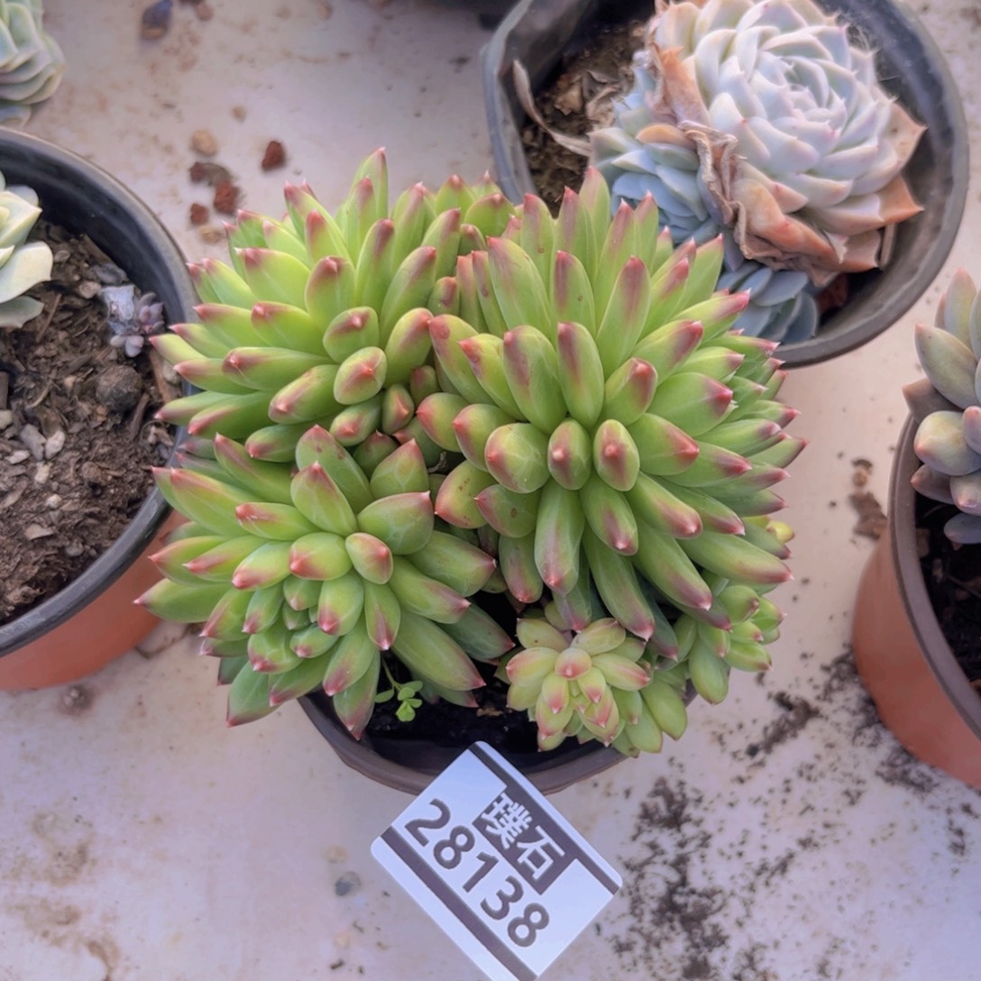 惠兰多肉植物28138