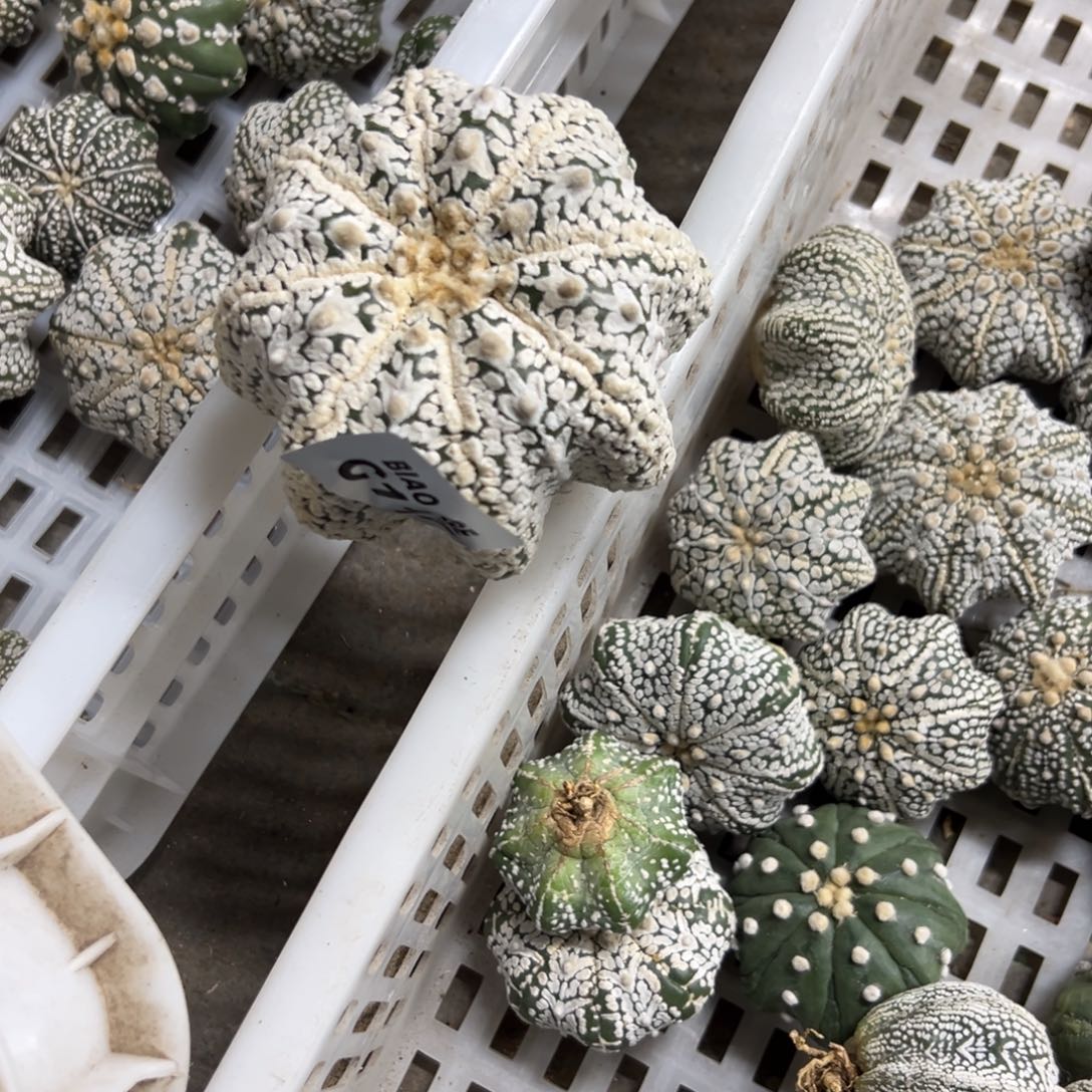 C117号兜仙人球多肉