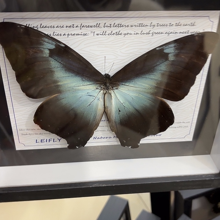 四***春蝴蝶标本定制版029