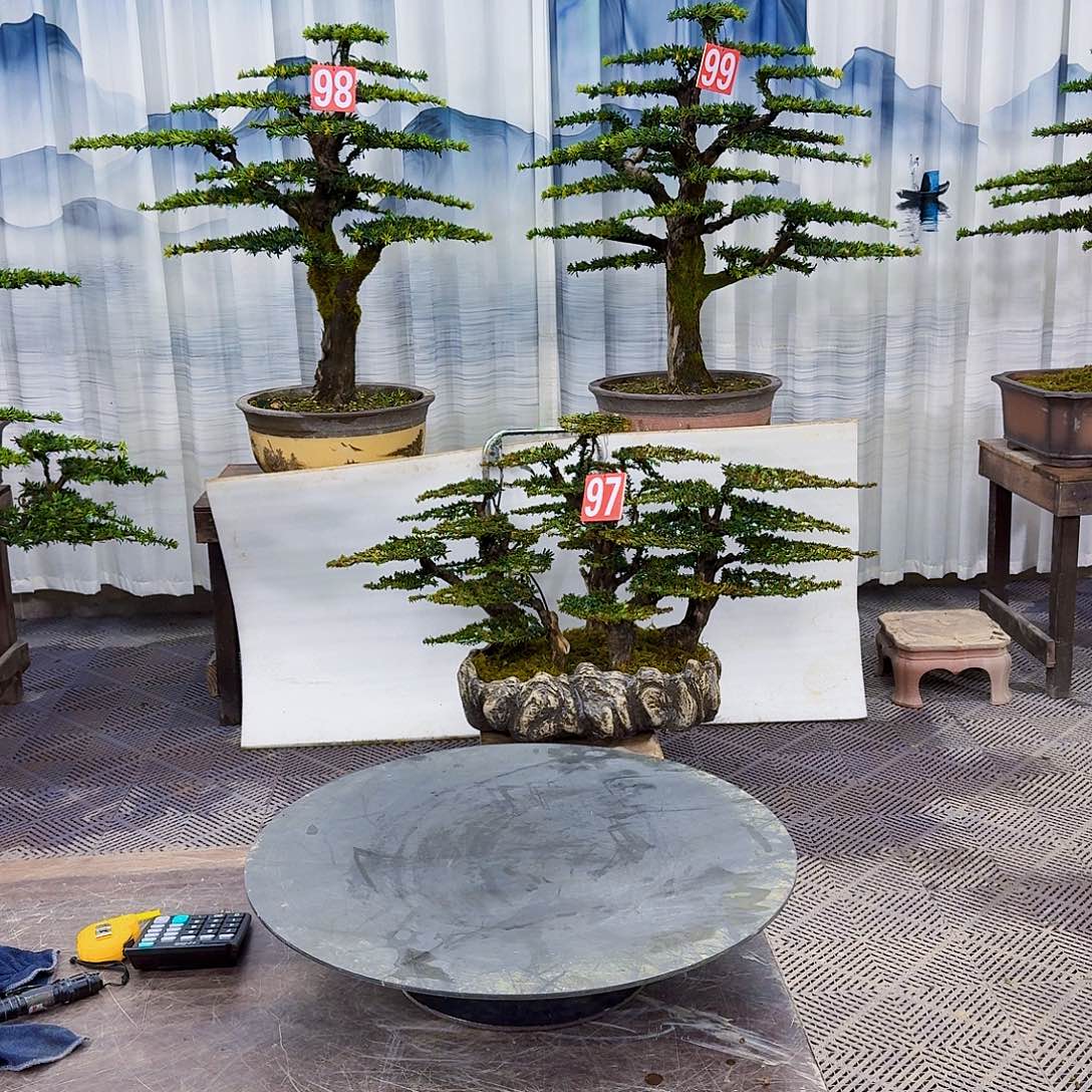 用***4无花朵罗汉松8888888888