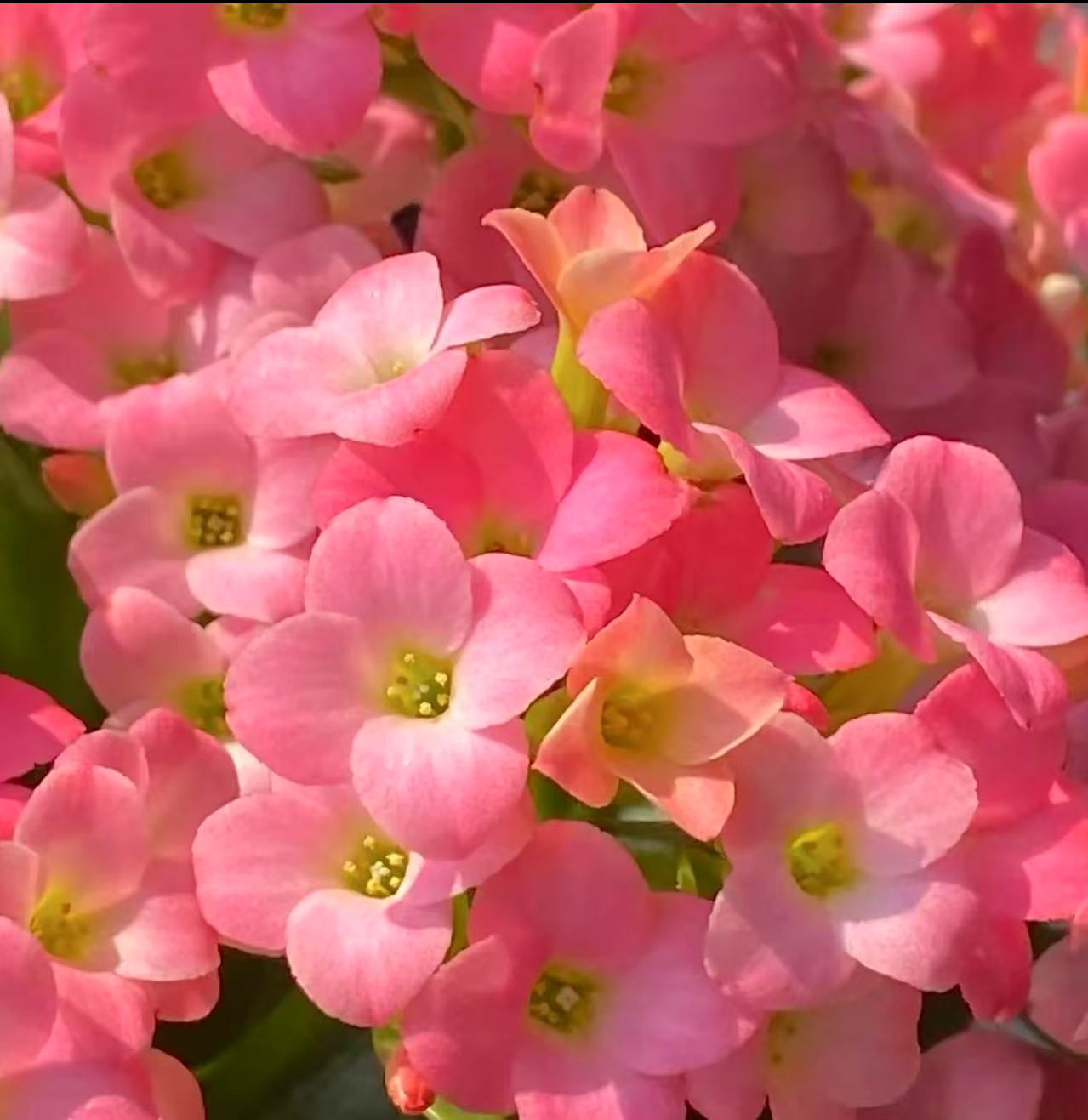 《哈瑞特》120盆长寿花