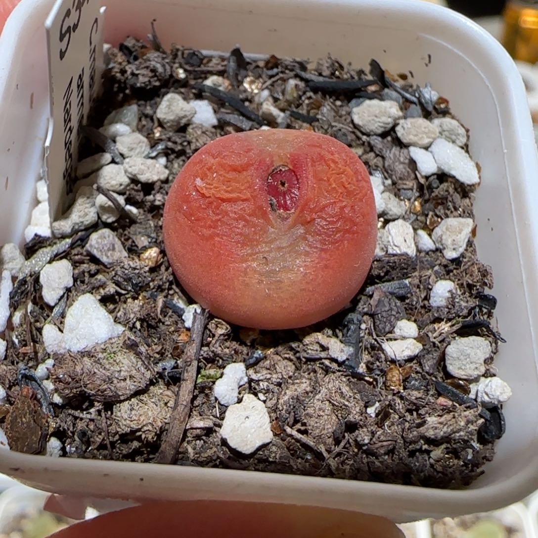 熊*熊肉锥多肉植物百科-1726