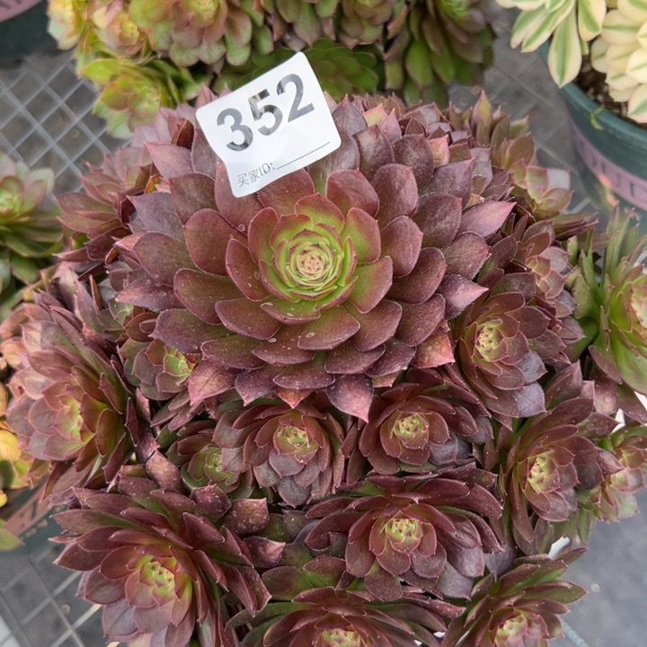 352红魔多肉22厘米左右