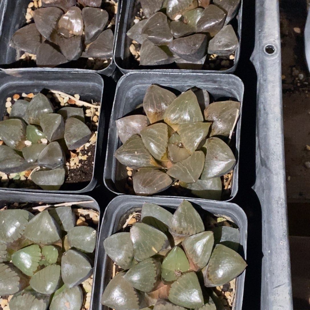 2704 一颗大日月潭。 