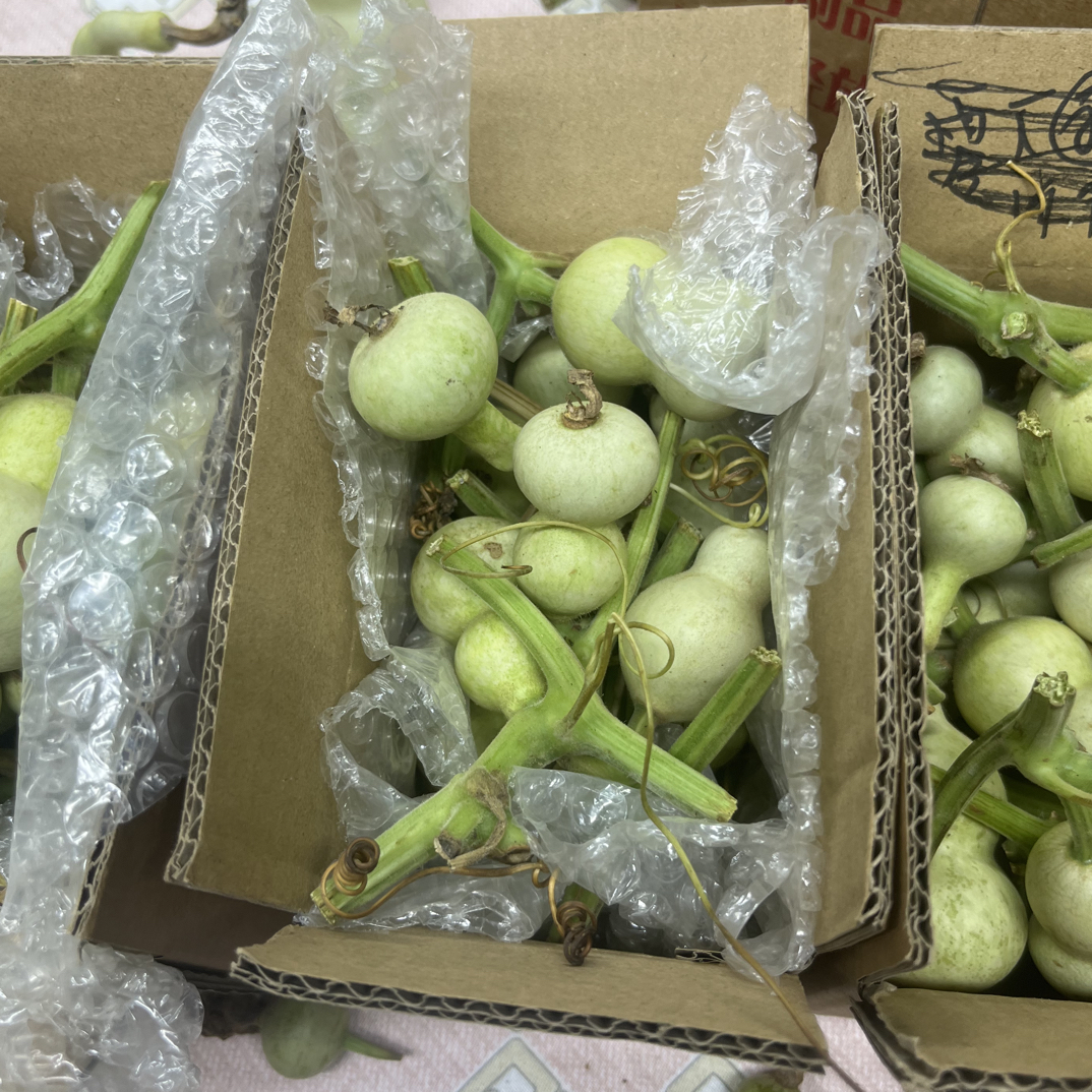 青皮葫芦不保全成不保龙头品种多样