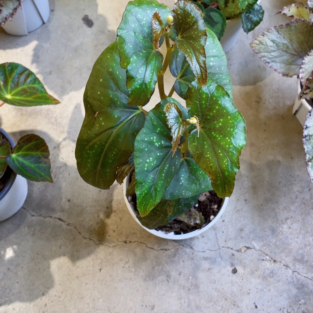 无花朵福利潘多拉