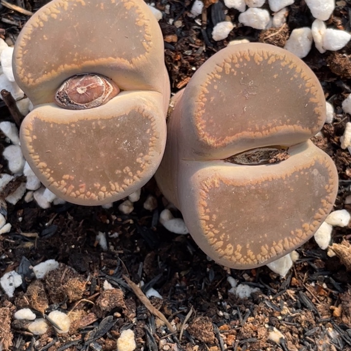 非偏远满20包邮113