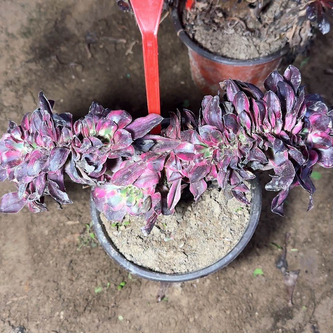 4112香奈儿缀化多肉