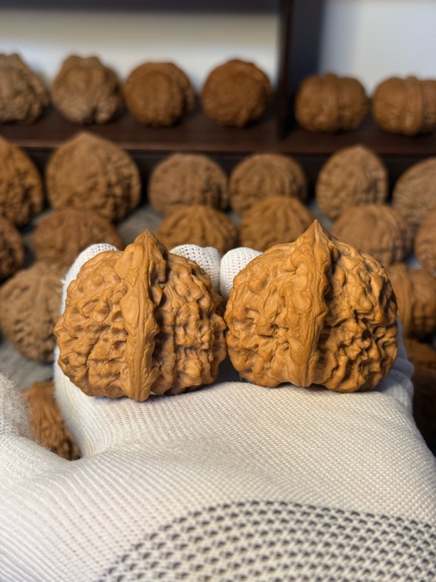 48尺 全品 精品 龙鼎官帽