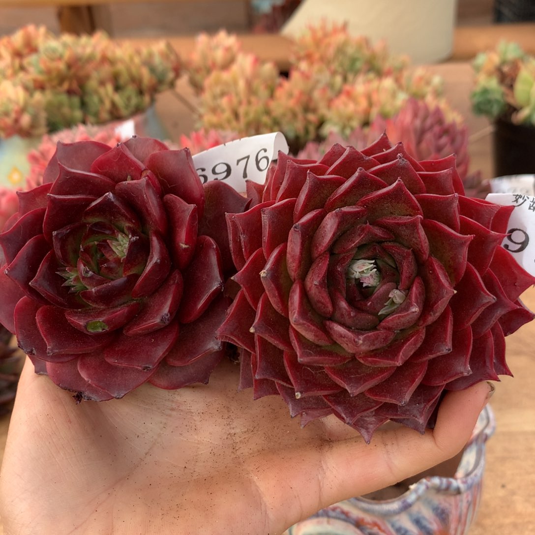 6976-6977两颗有叶伤介意不拍7厘米