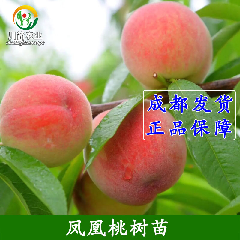 嫁接桃树苗五月脆桃树苗凤凰桃树苗水蜜桃晚湖景桃白凤桃苗