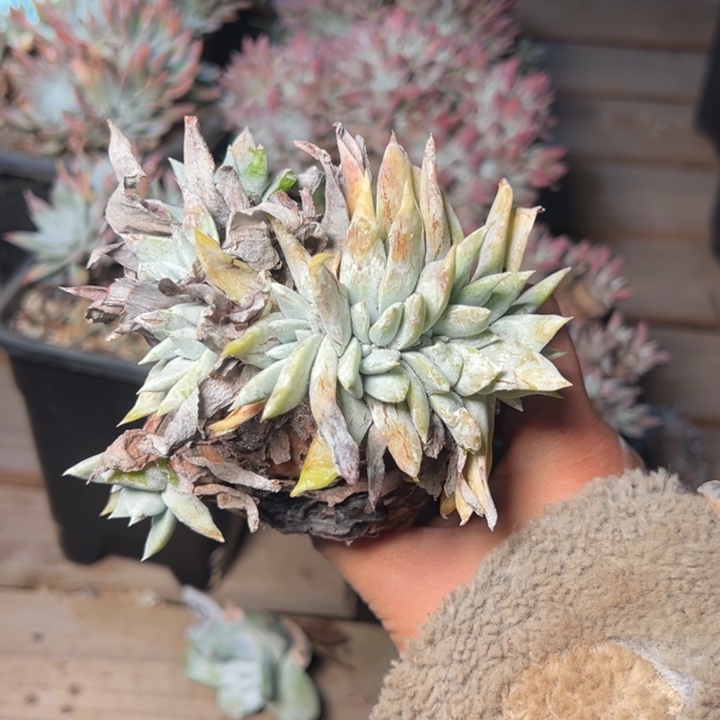 099赛丽娜缀哈哈哈哈哈哈