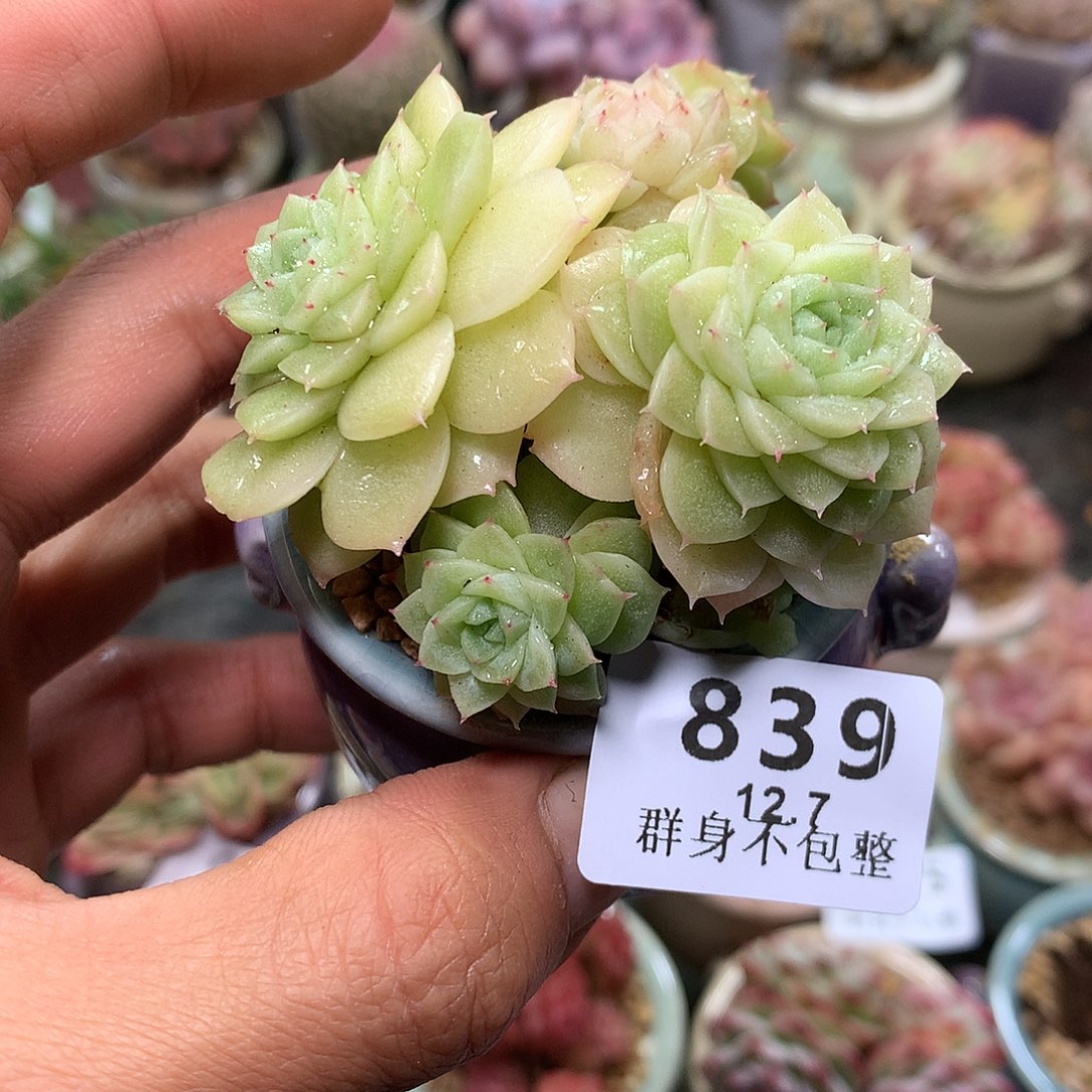 精控拇指盆12.7839