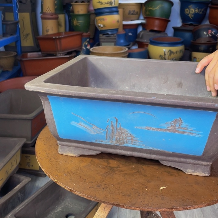 40蓝马槽花花盆花