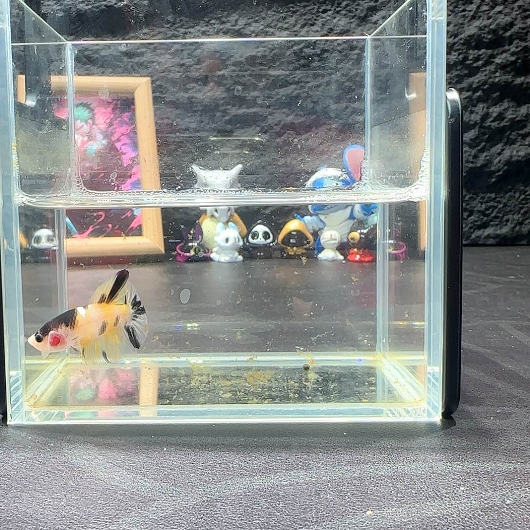 斗鱼十二月二十七号