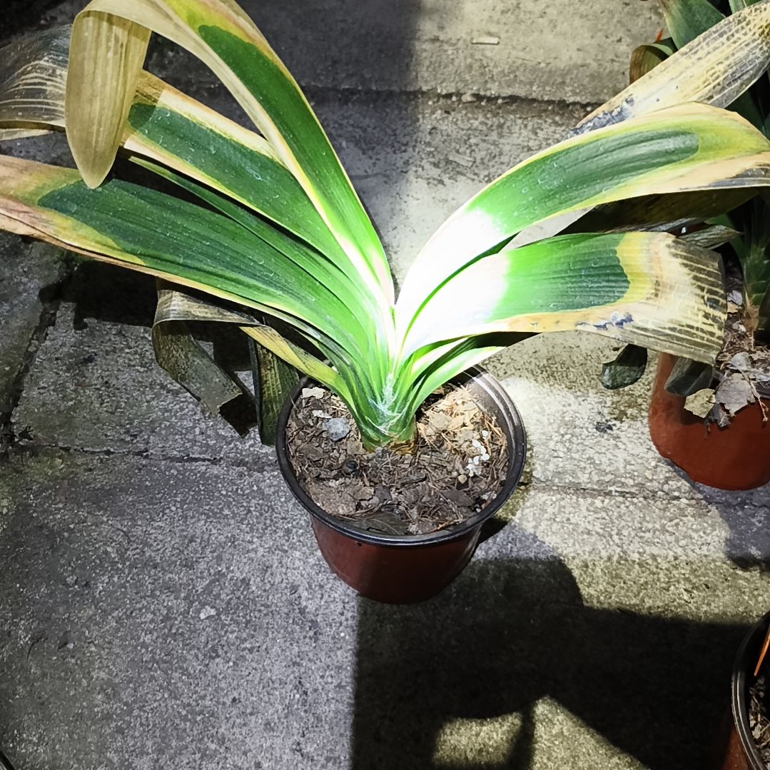 用***8完全开放盲盒多瓣大苗残叶一棵