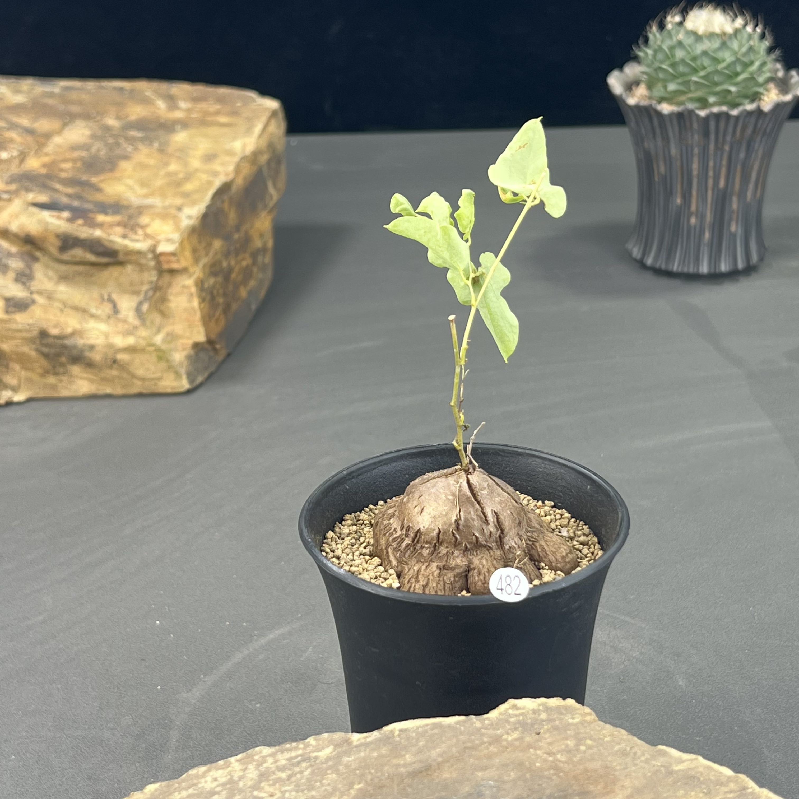 象足龟甲龙异形龟甲龙爬藤块根植物