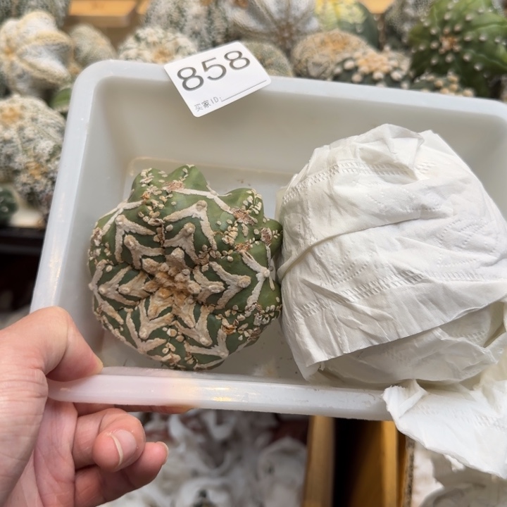 兜星球仙人球858号