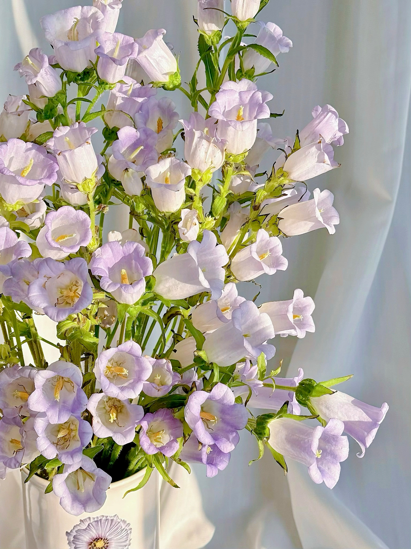 【风铃】紫色风铃源头基地基地直发| 任意满两单升级快递