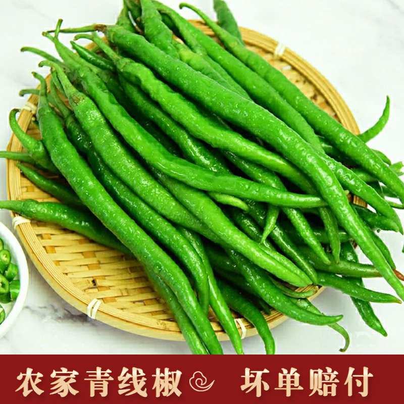 湘西本地线青椒青辣椒时令蔬菜现摘香辣中辣长辣椒