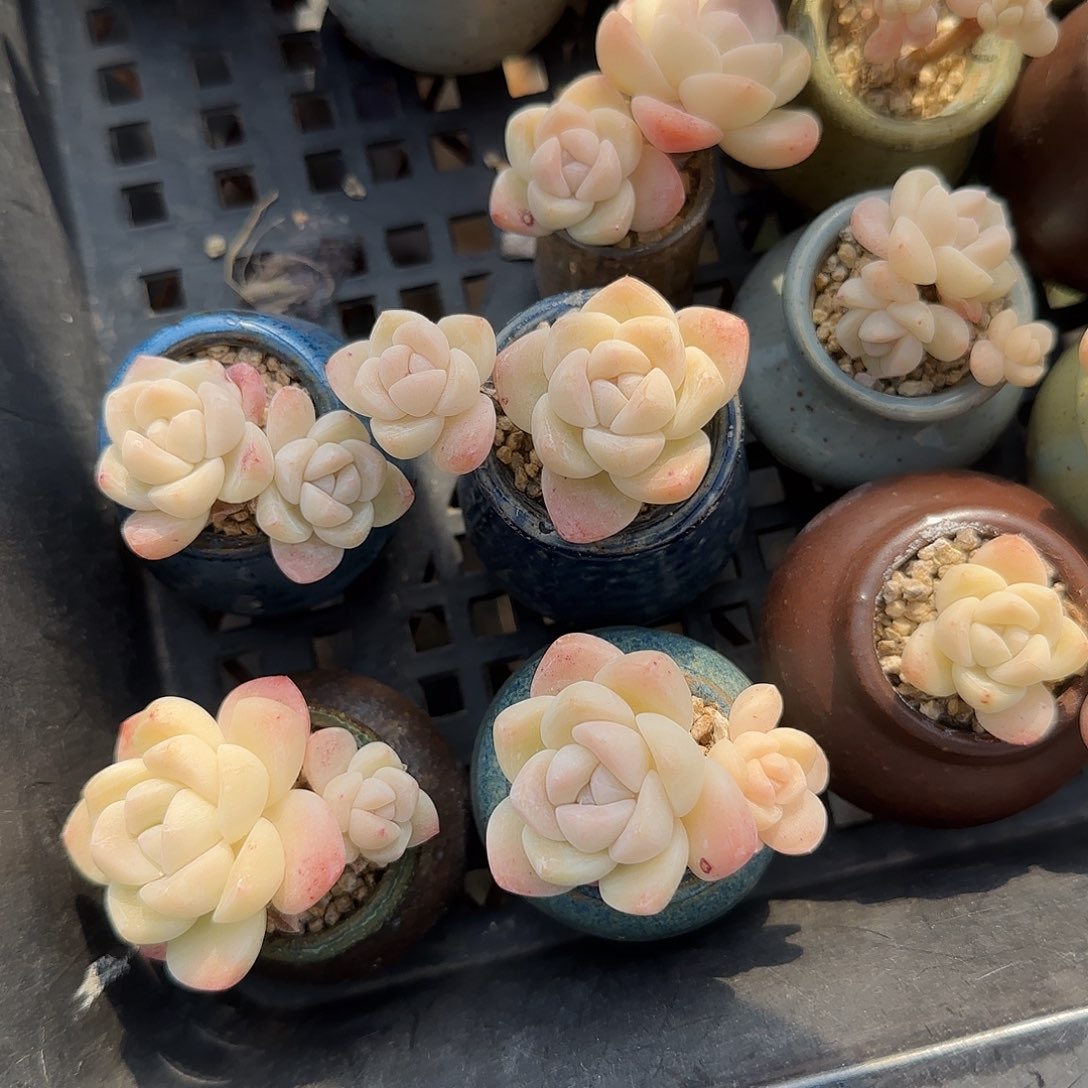 精控奶油冰玉四颗带盆