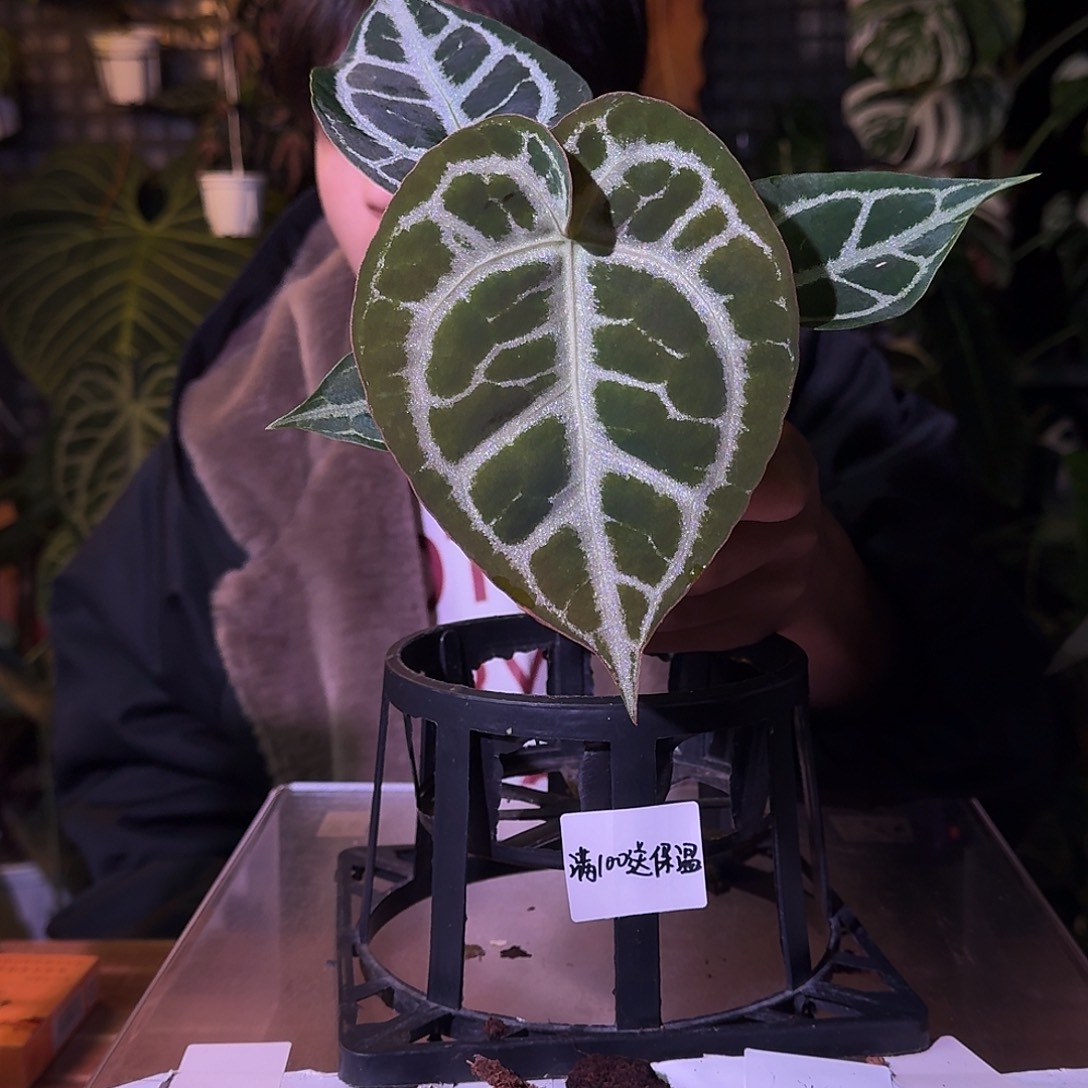 不开花植物G185skg银杂黑桐