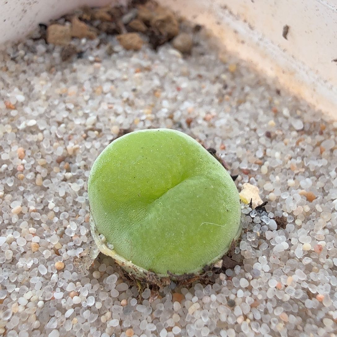 2.18.22/翠光新头/多肉植物
