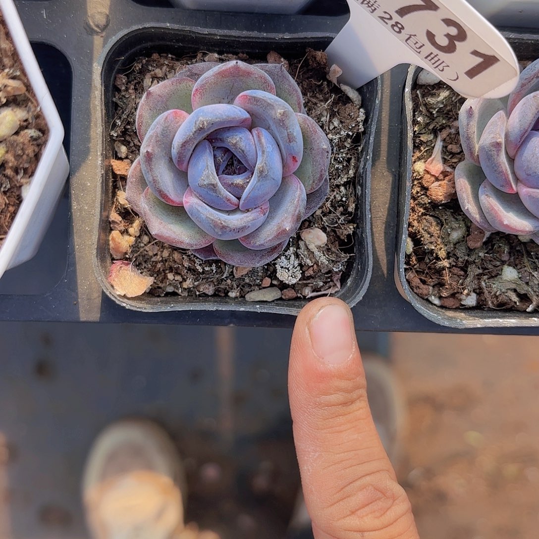 C731黑橙一物一拍