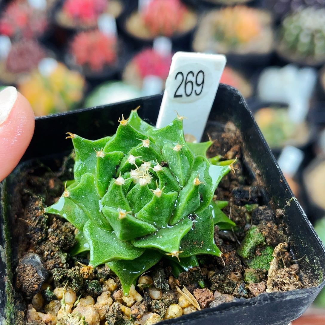 非偏远地区满25包邮仙人球