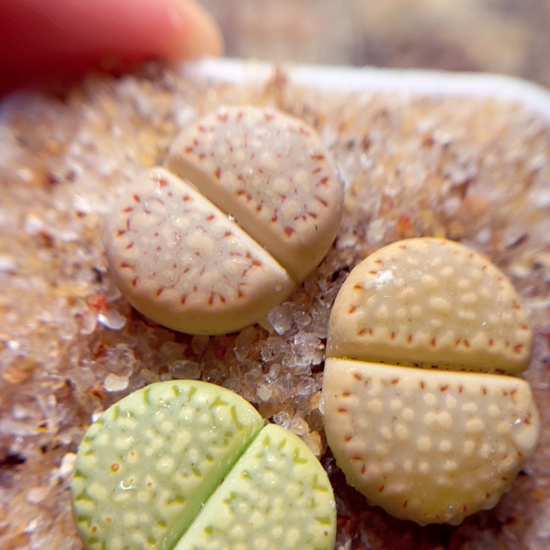 512号带盆包邮发货