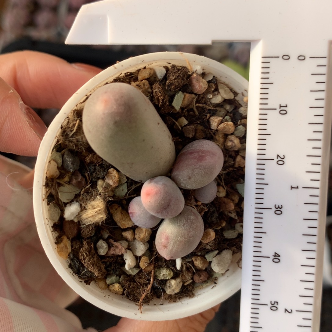 米可奶 不满28发到付，发一片叶，~