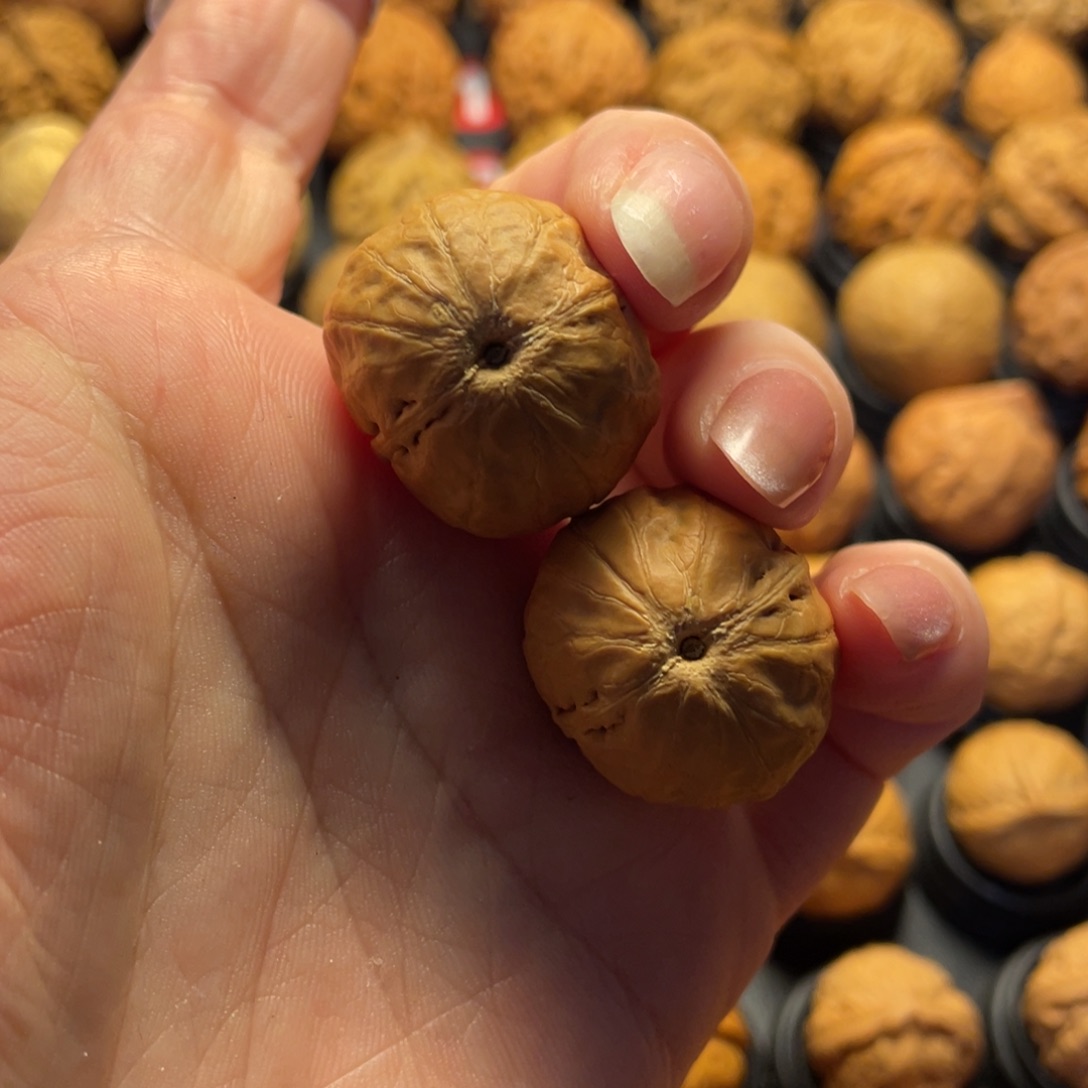 沫***苒文玩核桃吊坠核桃