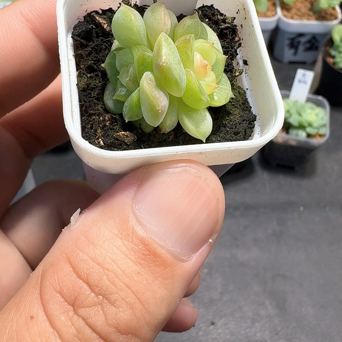 169双头荔枝多肉1111