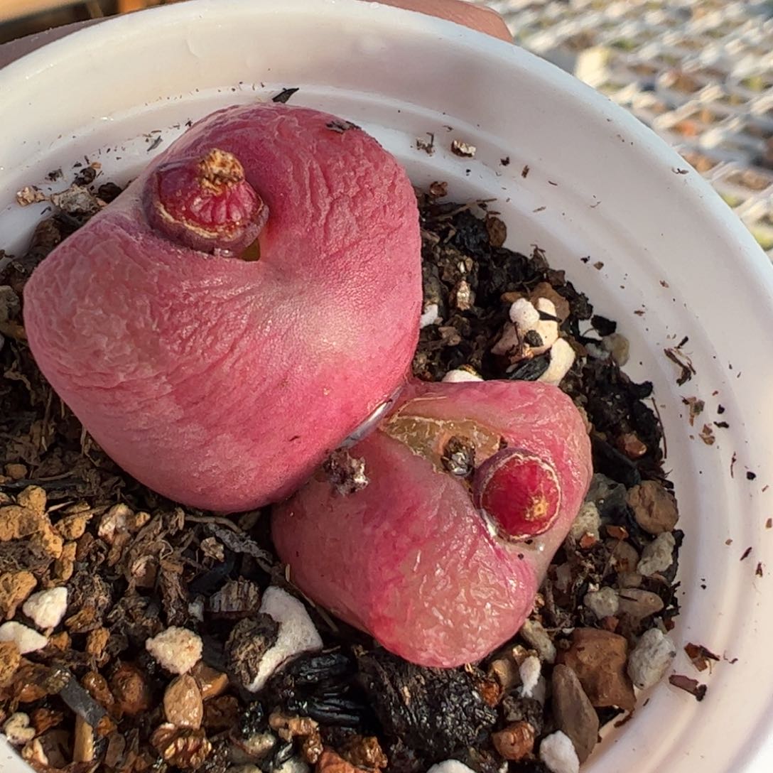 红宝石双头多肉植物百科