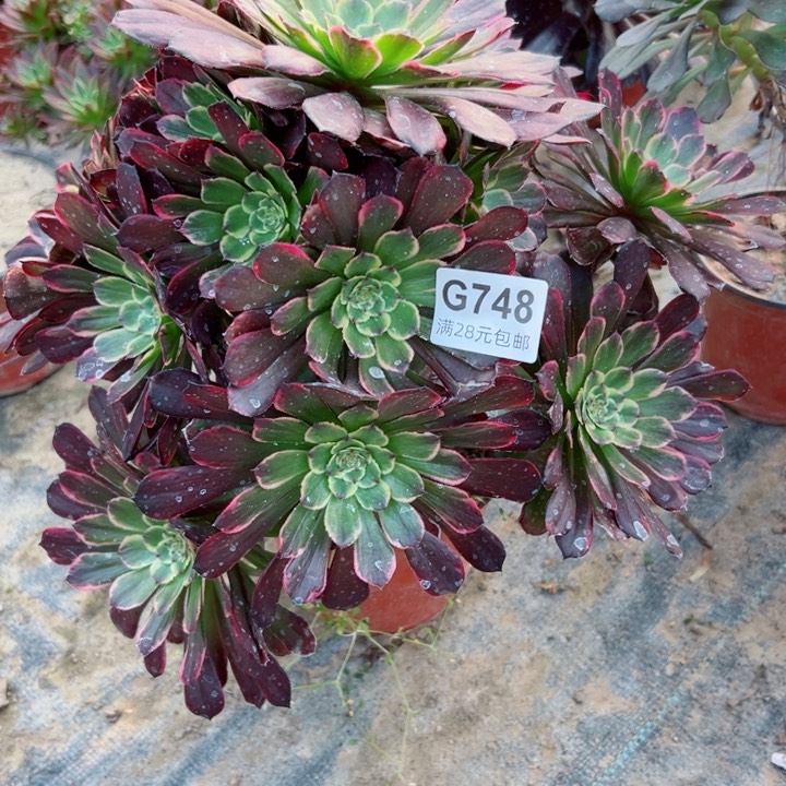 748黑金刚多肉植物