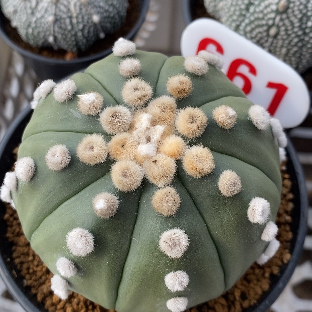 661琉璃大优系列产品