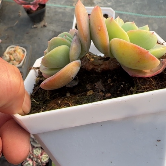 386奶茶多肉植物多