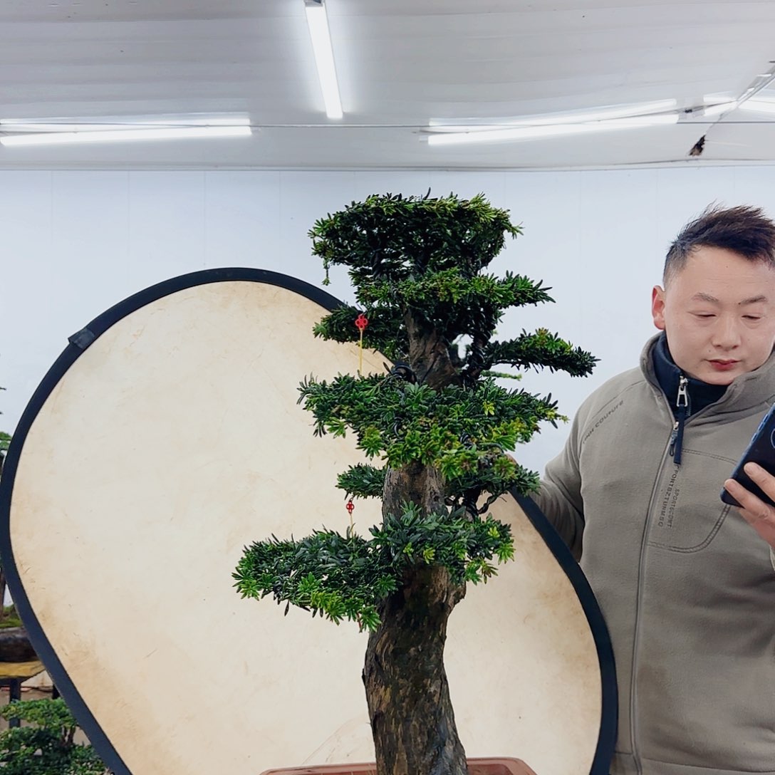 盆景制作过程非常