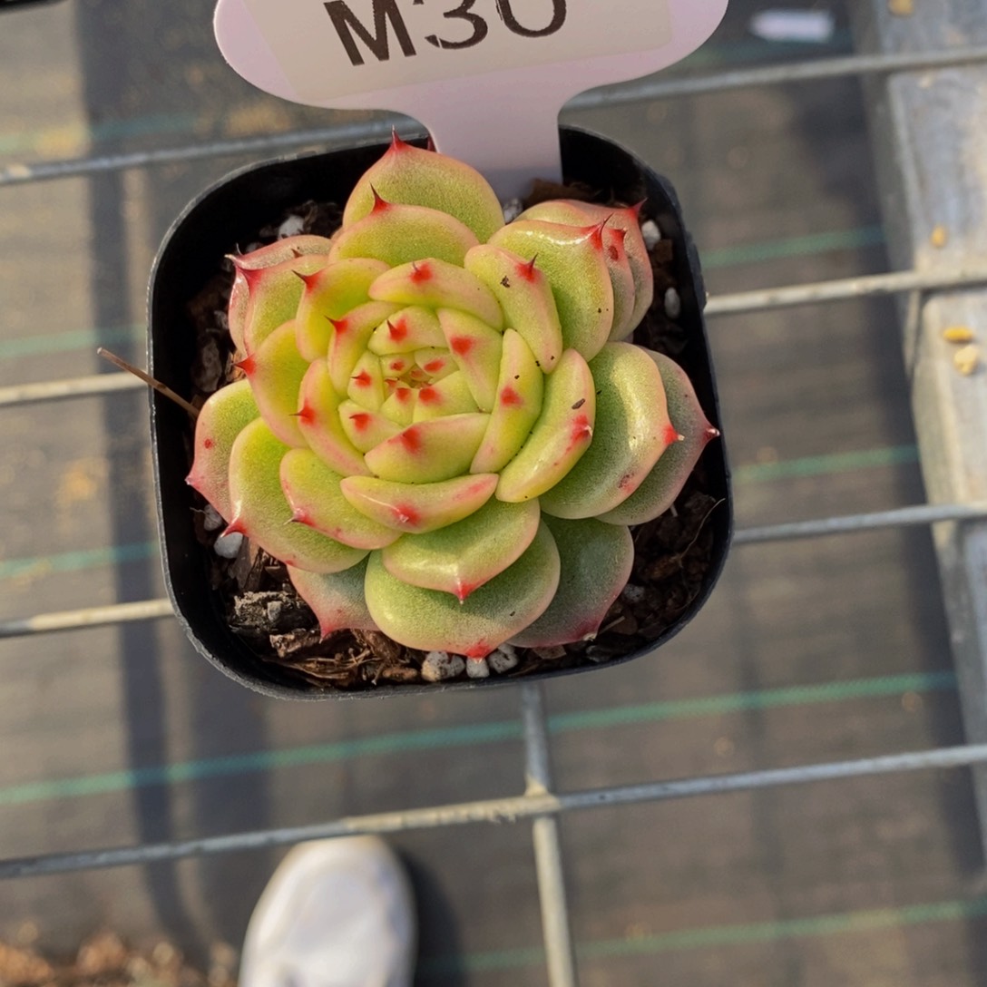 M30-玉玲珑带盆土一个