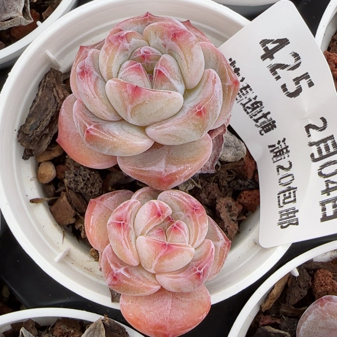 花语逸镜0204-425