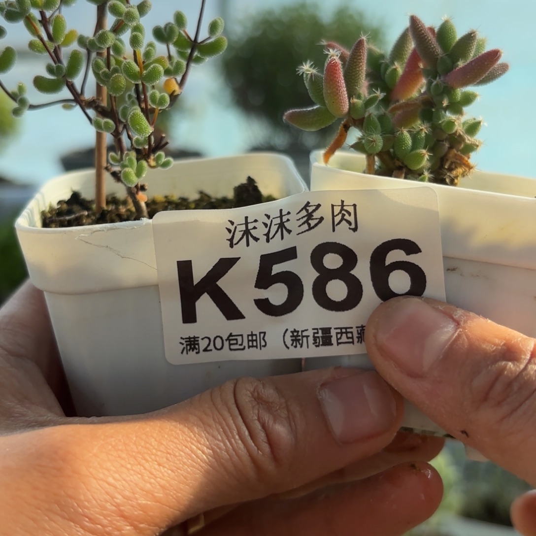 唐***妞586翡翠和玉米组合