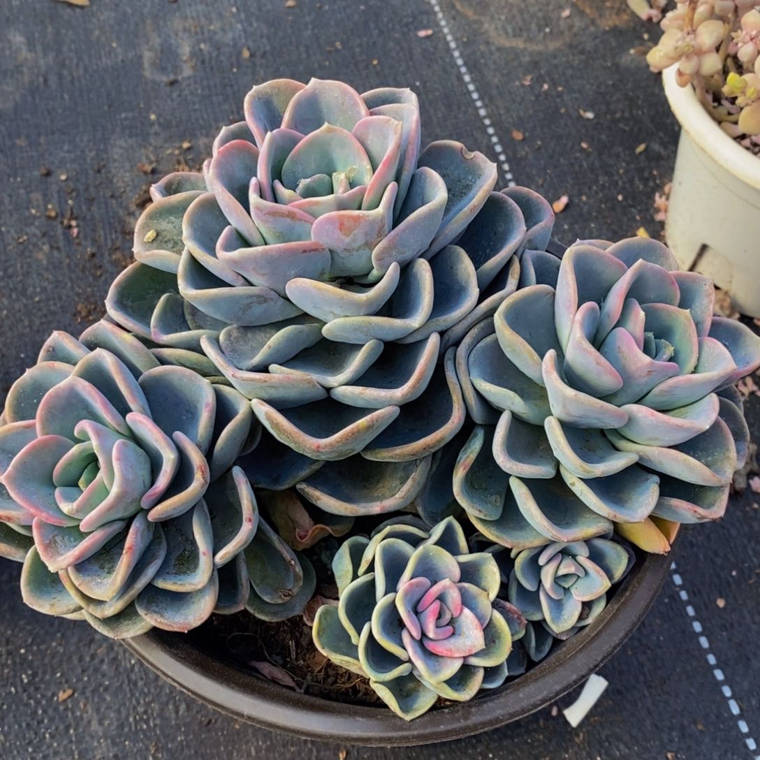 美尻多头大盆群多肉