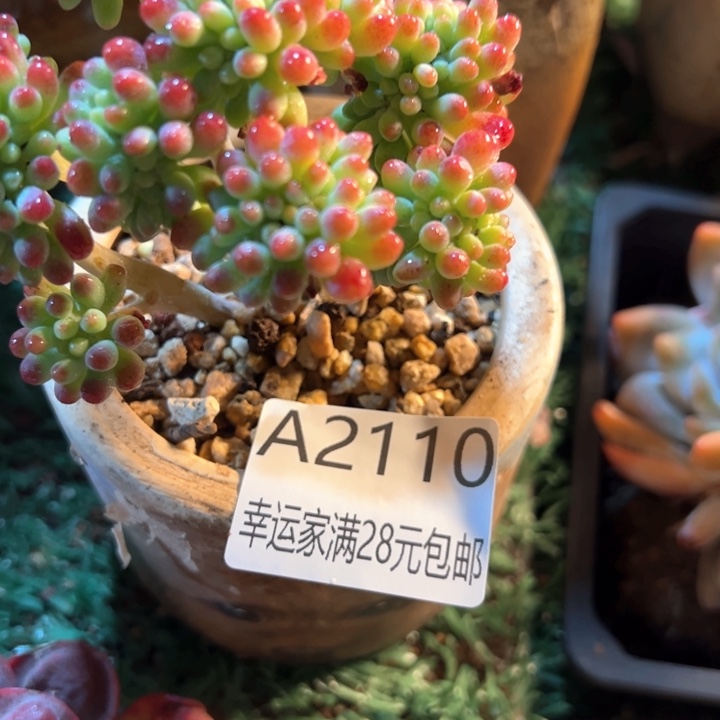 幸运的是我的朋友