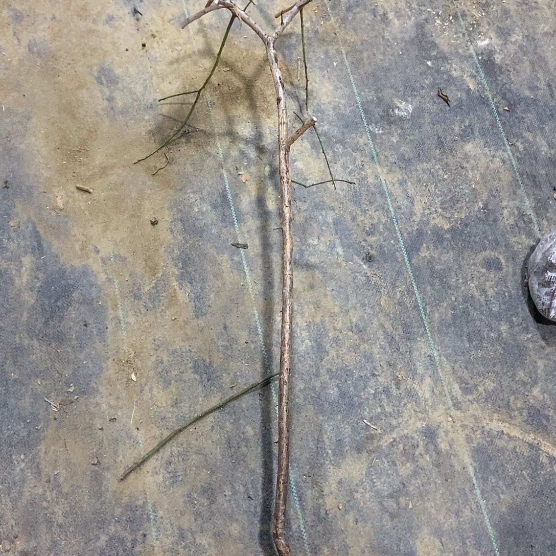 无花朵原生绯之丝垂枝梅