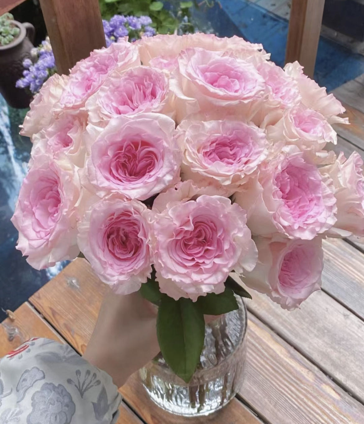 【小阿阮】洛神·A级粉色玫瑰淡香开花大能做干花云南鲜花顺丰冷链