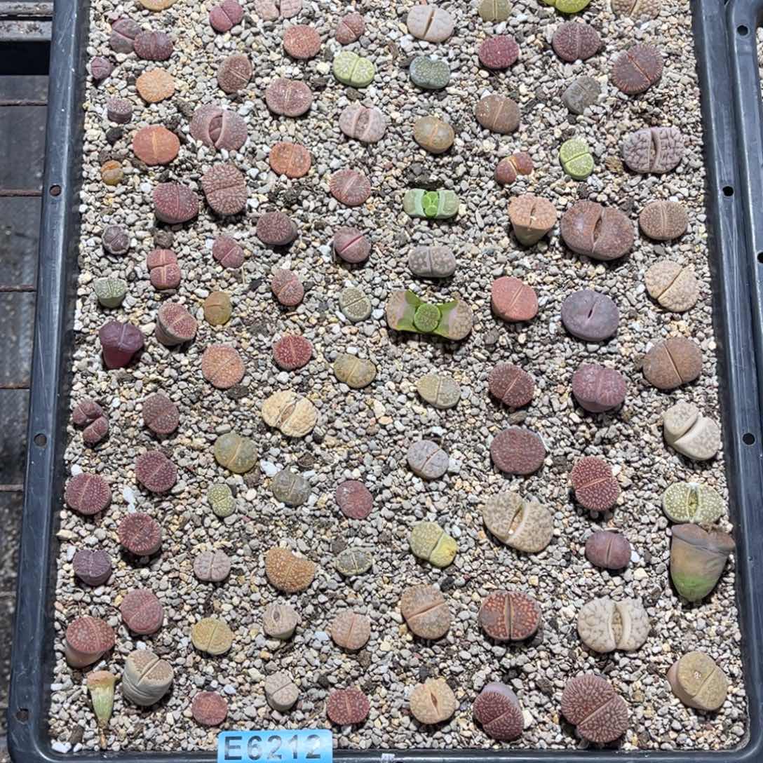 肥***猫6212筐福利不售后