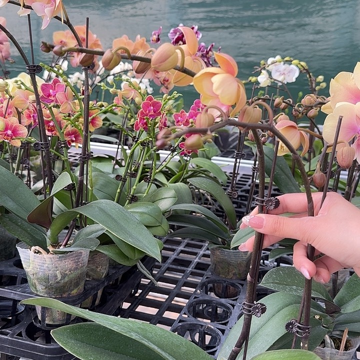 特***人大部分开放少量花苞15