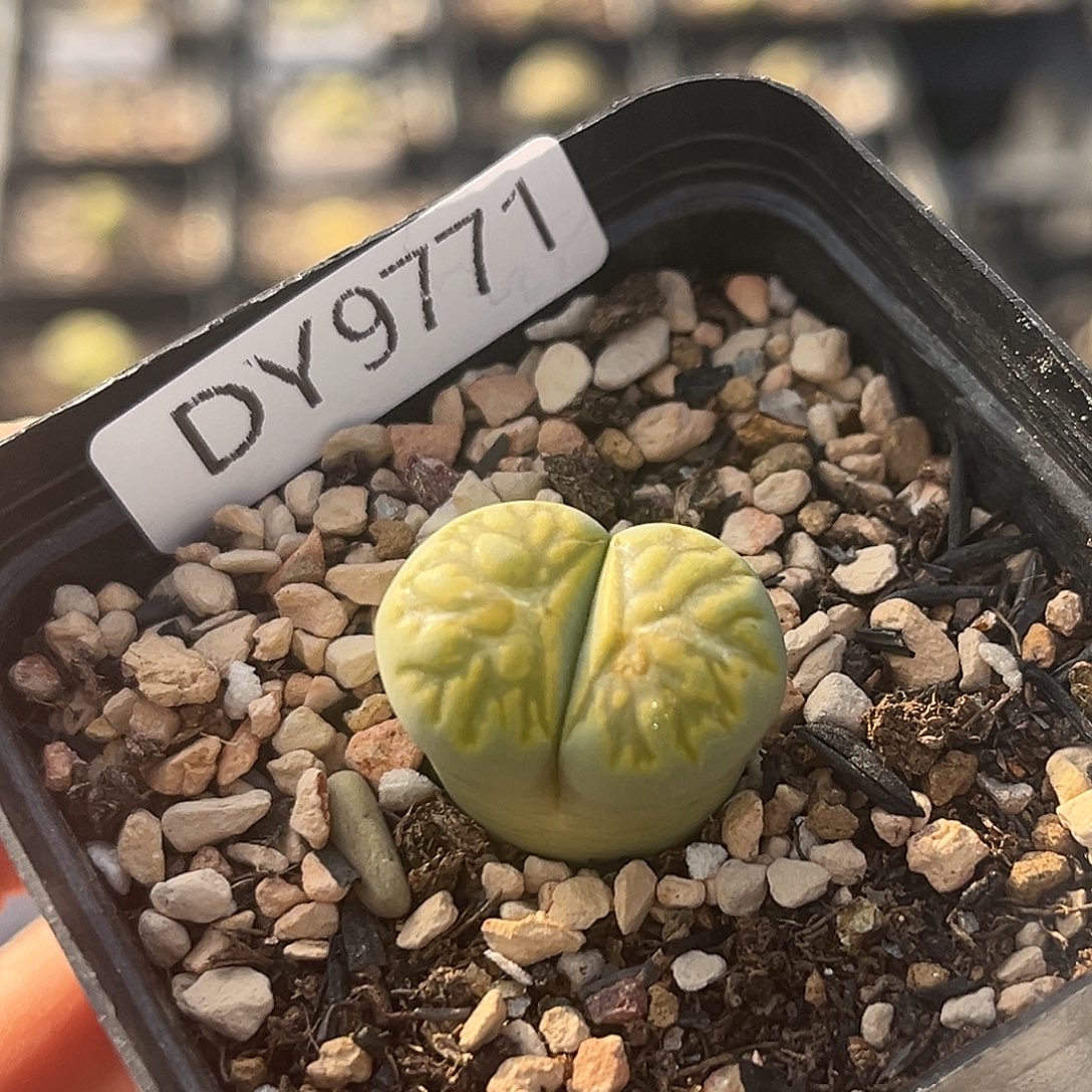 一物一拍绿菊9771