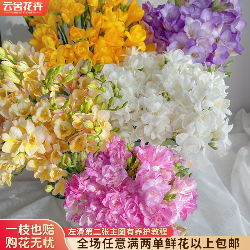 【云舍花卉】【随机】香雪兰 【不保水】任意满两单及以上鲜花包邮