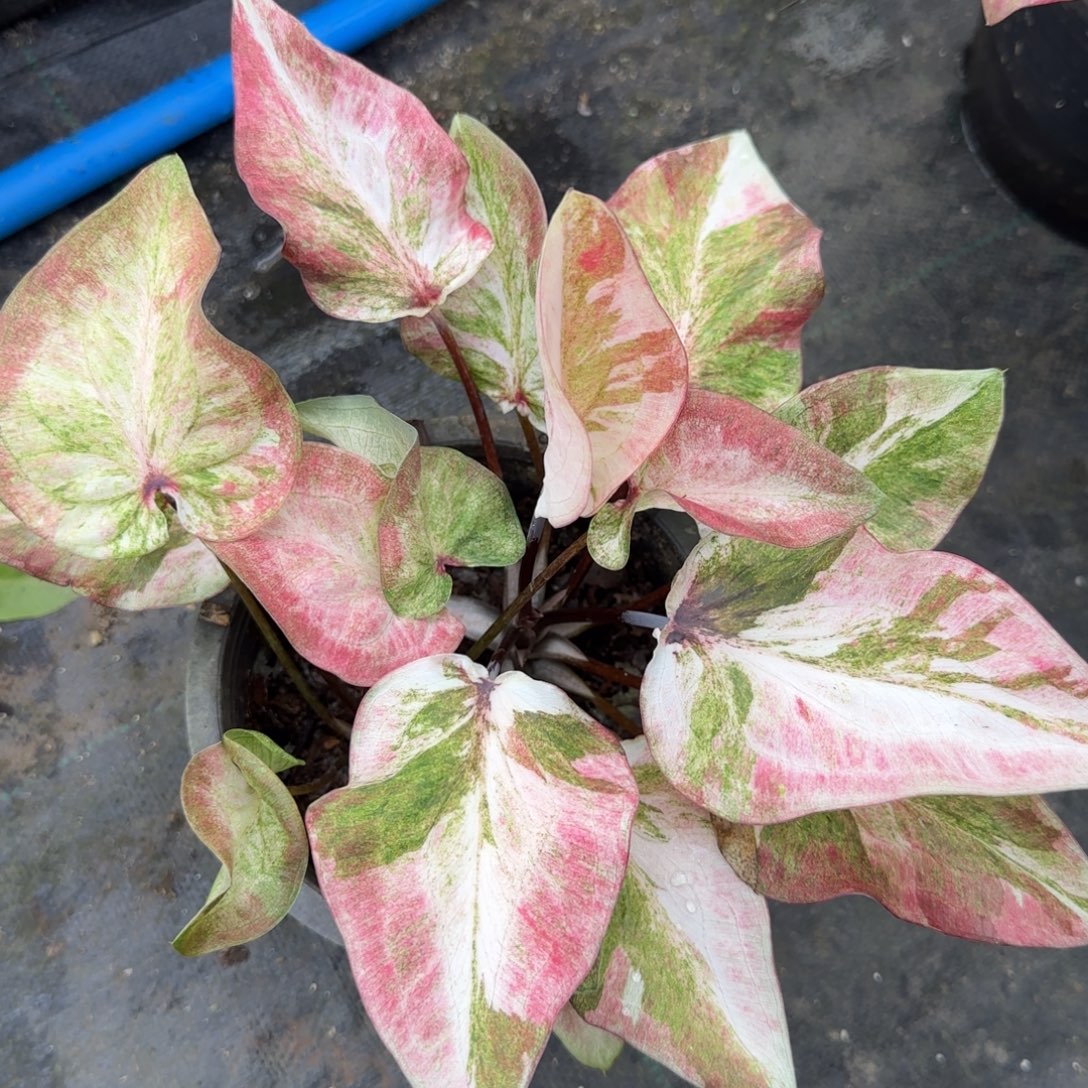 完全开放羽毛，脱土裸根发